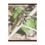 Robber Fly Postcard