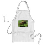 Robber Fly with Lunch Apron
