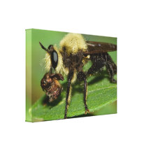 Robber Fly with Lunch Canvas Print