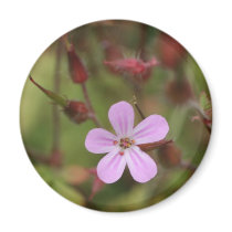 robertskruid magnet