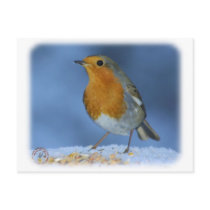 Robin 8M081D-06 Post Cards
