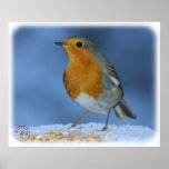 Robin 8M081D-06 posters