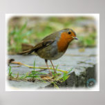 Robin 9P52D-140 posters