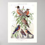 Robin and Bluebird Print