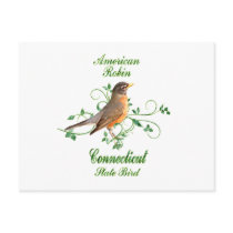 Robin Connecticut State Bird Post Card
