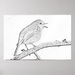 Robin Drawing Print
