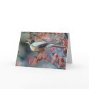Robin eating berry cards