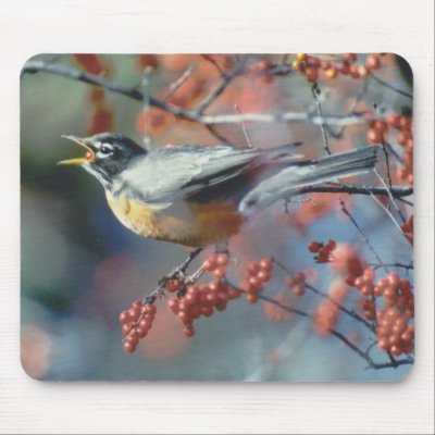 Robin eating berry mouse pads by amwesley