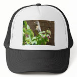 robin eating  bug hat