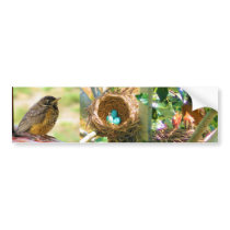 Robin Eggs in a Backyard Tree Nest Bumper Sticker