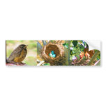 Robin Eggs in a Backyard Tree Nest bumper stickers