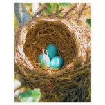 Robin Eggs in a Backyard Tree Nest flyers