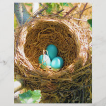 Robin Eggs in a Backyard Tree Nest Flyers