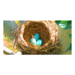 Robin Eggs in a Backyard Tree Nest photo cards