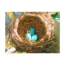 Robin Eggs in a Backyard Tree Nest Postcards
