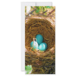 Robin eggs unhatched in a backyard tree nest rack cards