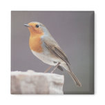 Robin - Erithacus rubecula Fridge Magnet