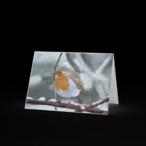 Robin greeting card cards