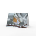 Robin greeting card