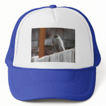 robin hat