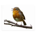 Robin Horizontal Postcard