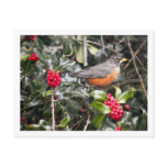 Robin in a Holly Tree Post Card