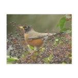 Robin in Berries Post Cards
