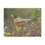 Robin in Berries Post Cards
