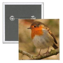 Robin in Sunshine Buttons