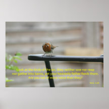Robin in the garden posters
