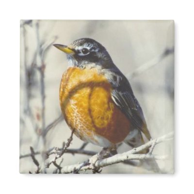Robin Fridge Magnet by amwesley