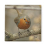 robin magnets