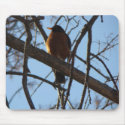 Robin mousepads