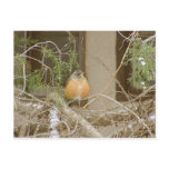 Robin On Snowy Juniper postcards