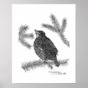 Robin Pen and Ink Drawing posters