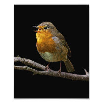 Robin Photo 2