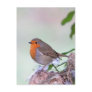 Robin Post Cards