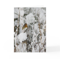 Robin Red Breast cards