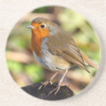 Robin Redbreast Coaster
