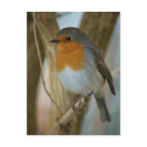 Robin Redbreast Postcard