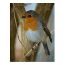 Robin Redbreast Postcard