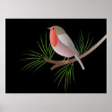 Robin Redbreast Poster posters