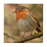 Robin Redbreast Tile