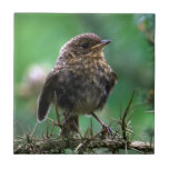 Robin Redbreast Tile