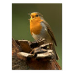Robin Singing Post Card