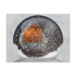 Robin Snowglobe Postcard