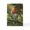 Robin Song Card
