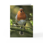 Robin Song Card