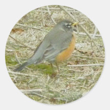 Robin Stickers