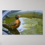 Robin taking a Bath posters